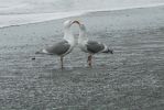 PICTURES/Rialto Beach/t_Courting Gull1.JPG
